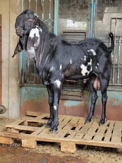 Beetal bakra khassi/andu