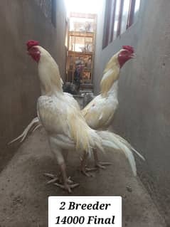 Heera Aseel Breeder_Pathaa_Heera Chick's
