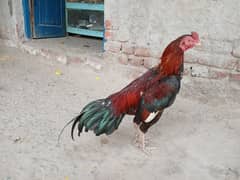 Pure Aseel Karela Taj.