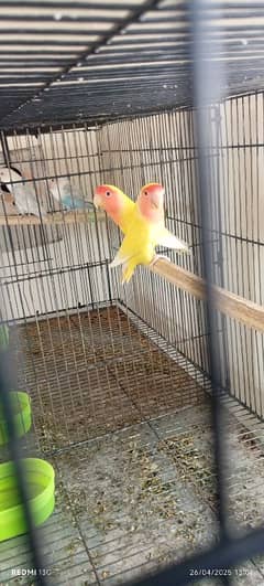 all breeder pair for sale