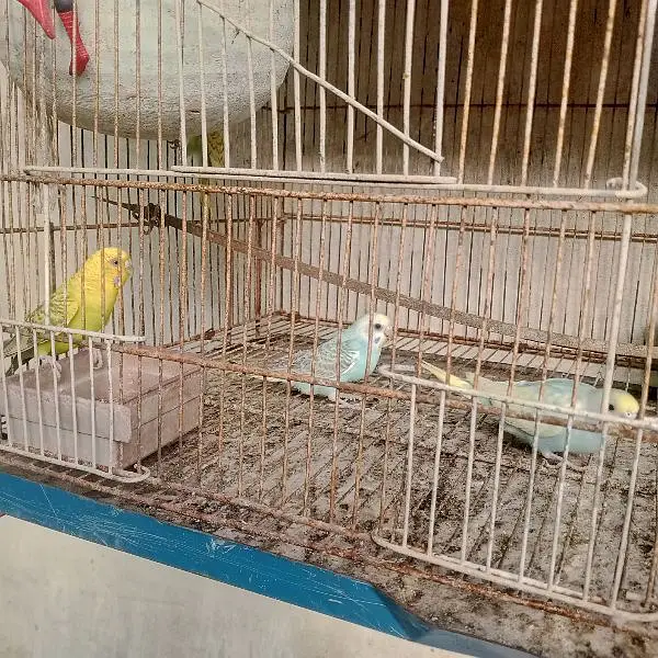 Mashallah bahut khoobsurat color Hain 100% home bread very healthy act — photo 2