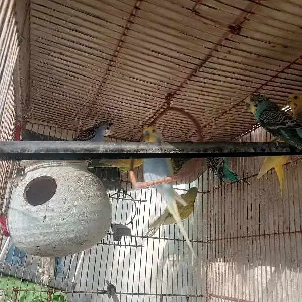 Mashallah bahut khoobsurat color Hain 100% home bread very healthy act — photo 3