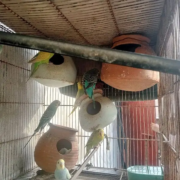 Mashallah bahut khoobsurat color Hain 100% home bread very healthy act — photo 4