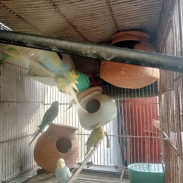 Mashallah bahut khoobsurat color Hain 100% home bread very healthy act — photo 7