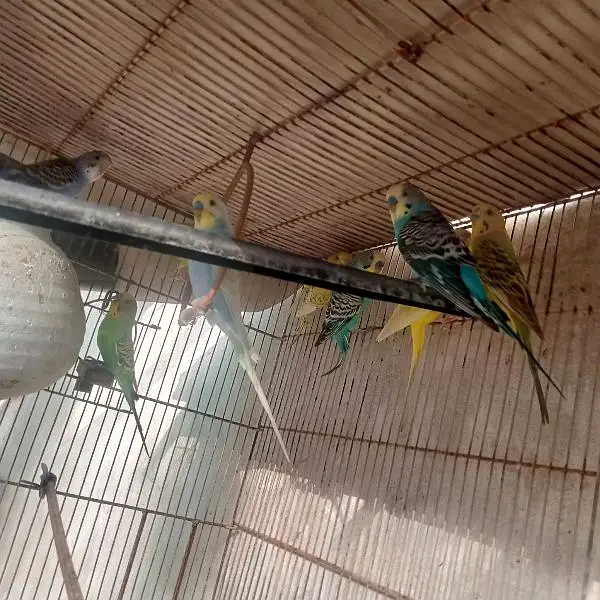Mashallah bahut khoobsurat color Hain 100% home bread very healthy act — photo 9