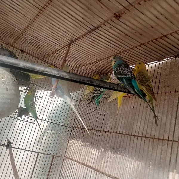 Mashallah bahut khoobsurat color Hain 100% home bread very healthy act — photo 10