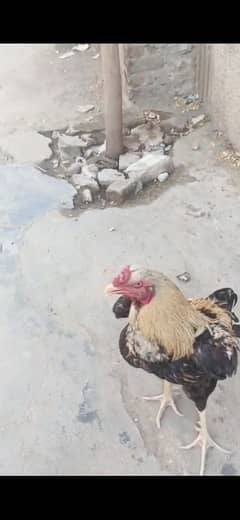 minawali