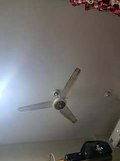 fan