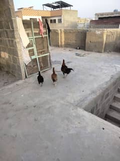 1 aseel murgha 2 murghi