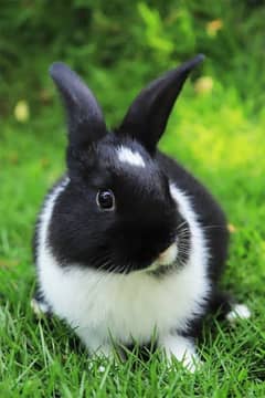 male rabbit
