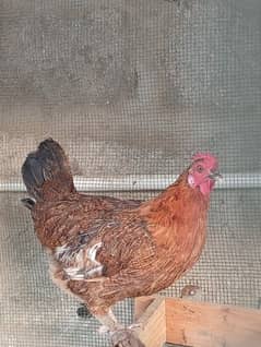 Hen  Egg laying