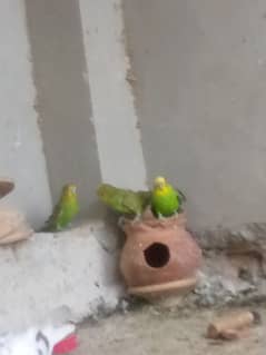 budgie setup for sale