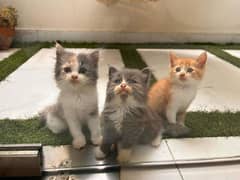Persian kittens