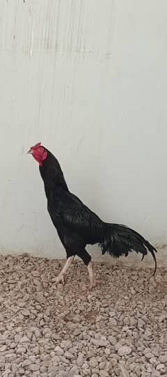 Male/female hend