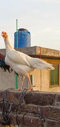 HEERA FEMALE FOR SALE