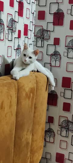 Persian White Cat