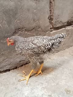 Australorp