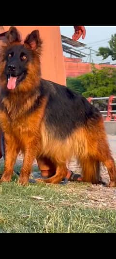 German