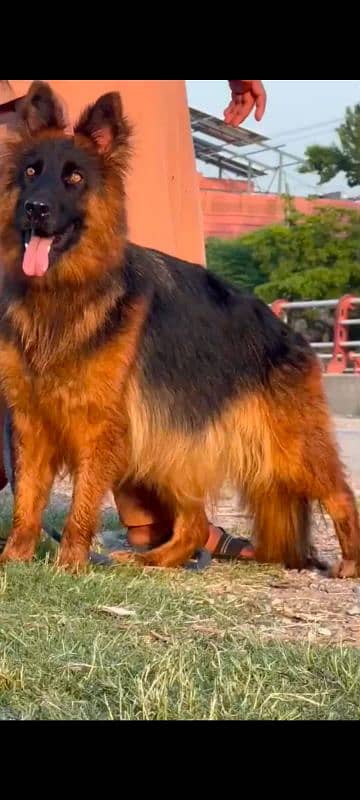 German Shepherd proper long coat female for sale 0