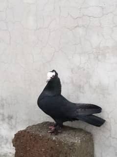 Mukhi