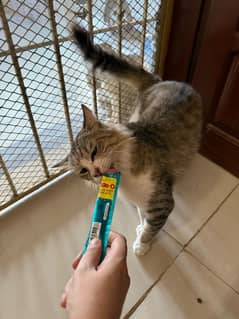 Cats