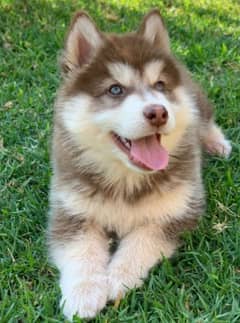 husky puppies 03198435459