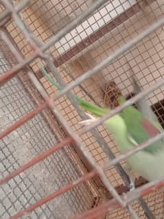 Alexander parrot for sale. . . . 3 year breeder male