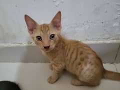 Semi-persian cats for sale