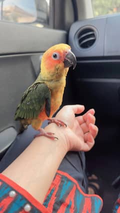 Tamed Playfull sun conure