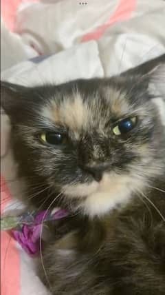 Tortoiseshell