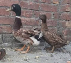 pair of ducks for sale (03214961867)