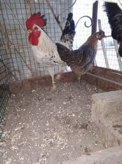 Golden Misri pair