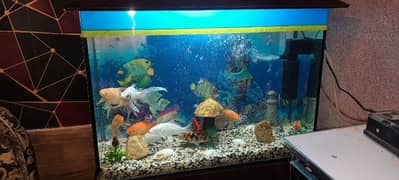 Fish Aquarium