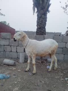 Sheep / chtra mundra