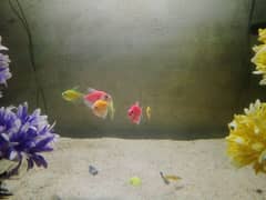 color tetra