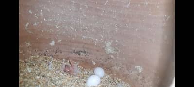 Albino