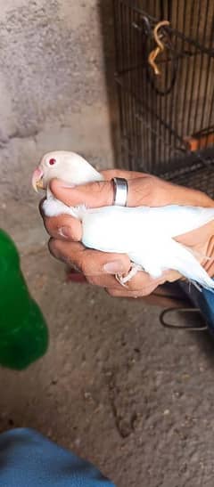 urgent sale Albino red eyes 1piece 1500