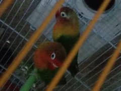 sale love bird pairs