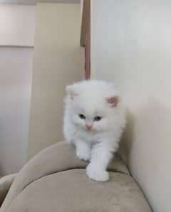 Persian Cat for sale my WhatsApp number 03238950275