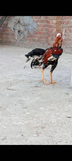 Aseel murga or murgi