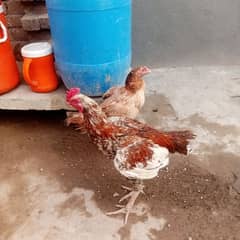hen