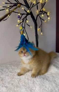 FAWN BRITISH SHORTHAIR KITTENS,SCARCE,NO EYEMUCK,DELIVERY AVAILABLE