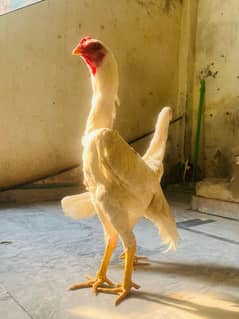 WHITE KING O SHAMO PAIR