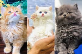 Persian triple coated punch face kitten available for sale