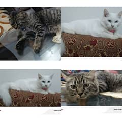 Persian cat