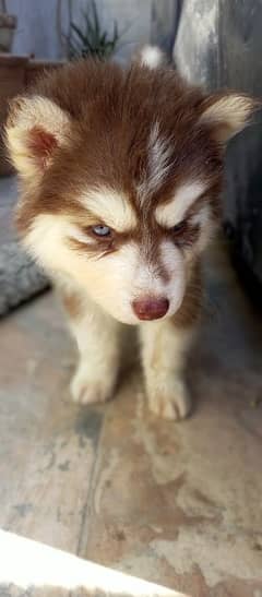Siberian Husky Male Puppy