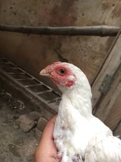heera aseel chicks paper white age 3 months