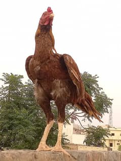 Sindhi
