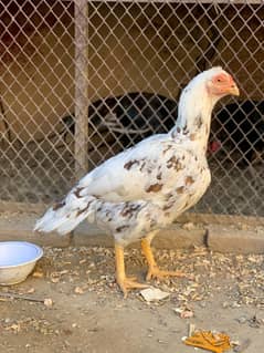 Outstanding Quality Breeder pair available. Male kana he ik ankh sy.