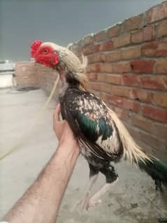 Aseel main wali breed